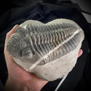Big Trilobite (Drotops Megalomanicus)